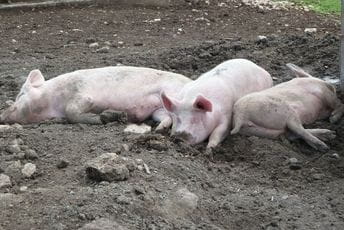 Crna Gora dio evropske kampanje za podizanje svijesti o bolesti afričke kuge svinja Crna Gora dio evropske kampanje za podizanje svijesti o bolesti afričke kuge svinja