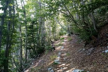 LOVĆENSKI MEDALJONI: Put kroz šumu ispod Jezerskog vrha