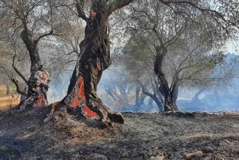 Ulcinj: Izgorjelo desetina stabala stoljetnih maslina Ulcinj: Izgorjelo desetina stabala stoljetnih maslina