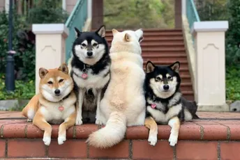 Urnebesni prizori simpatičnog haskija koji sabotira svaku fotografiju (FOTO) Urnebesni prizori simpatičnog haskija koji sabotira svaku fotografiju (FOTO)