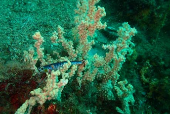 Istraživanje i promocija koralnih zajednica u Bokokotorskom zalivu Istraživanje i promocija koralnih zajednica u Bokokotorskom zalivu