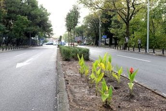 Novo zelenilo na Bulevaru Svetog Petra Cetinjskog Novo zelenilo na Bulevaru Svetog Petra Cetinjskog