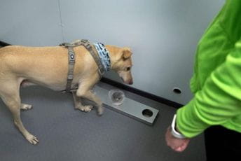 Finska upotrebljava pse za otkrivanje virusa korona na aerodromu Finska upotrebljava pse za otkrivanje virusa korona na aerodromu