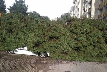 FOTO Palo drveće na parkirane automobile, vlasnici u nevjerici FOTO Palo drveće na parkirane automobile, vlasnici u nevjerici