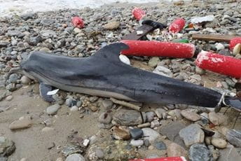 Na plaži u Igalu pronađen uginuli delfn Na plaži u Igalu pronađen uginuli delfn