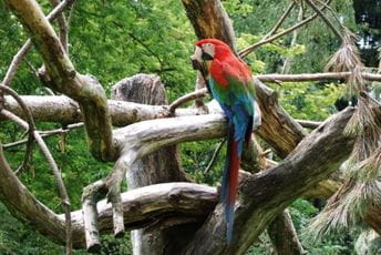 Papagaji u zoo vrtu kažnjeni zbog psovanja Ilustracija