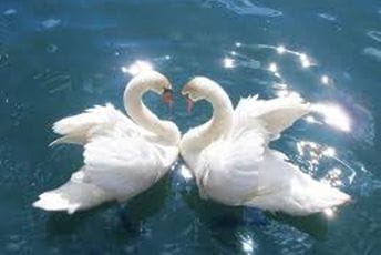 Neobična rasprodaja u SAD: Vlast pozvala građane da kupe - labudove Ilustracija