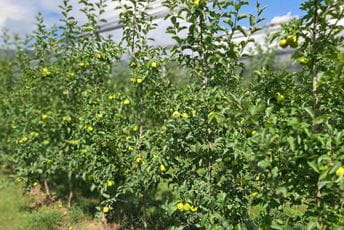 Iz Župe nikšićke stiže 120 tona jabuke Iz Župe nikšićke stiže 120 tona jabuke