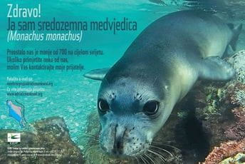 Sredozemna medvjedica ,,stigla“ u Albaniju, očekuje se i u Crnoj Gori Sredozemna medvjedica ,,stigla“ u Albaniju, očekuje se i u Crnoj Gori