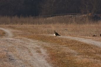 CZIP: Nikšićko polje kao važno stanište za ptice CZIP: Nikšićko polje kao važno stanište za ptice