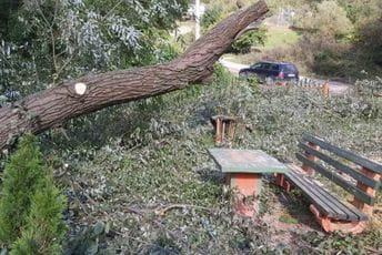 Euromost: Uništeni čempresi uz obalu Lima, građani krive Opštinu Bijelo Polje Euromost: Uništeni čempresi uz obalu Lima, građani krive Opštinu Bijelo Polje