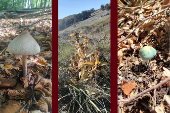 ,,Jesenji darovi" Lovćena ,,Jesenji darovi" Lovćena