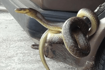 U centru Pljevalja uhvaćena zmija ispod haube automobila U centru Pljevalja uhvaćena zmija ispod haube automobila
