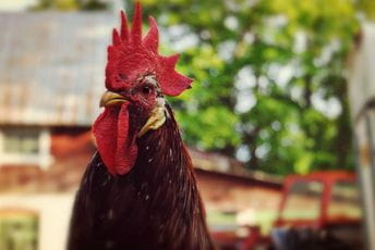 Pijevac ubio šefa policijske stanice Pijevac ubio šefa policijske stanice