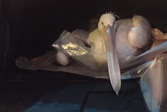 Upucan pelikan na Ulcinjskoj solani Upucan pelikan na Ulcinjskoj solani