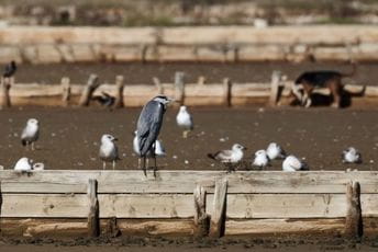 Solana postala državno vlasništvo Solana postala državno vlasništvo