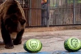 Medvjed prognozirao ko će pobijediti na izborima u SAD-u Medvjed prognozirao ko će pobijediti na izborima u SAD-u