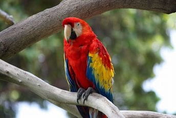 Papagaj spasio vlasnika od požara u kući Ilustracija