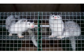 Sjeverna Danska u blokadi zbog mutiranog virusa na farmama nerca Sjeverna Danska u blokadi zbog mutiranog virusa na farmama nerca