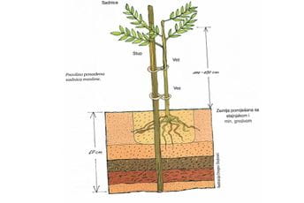 Sadnja masline Sadnja masline