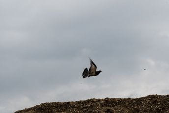 Pronađena poruka goluba pismonoše iz Prvog svjetskog rata Pronađena poruka goluba pismonoše iz Prvog svjetskog rata