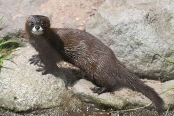 U Danskoj uništeno i zakopano 17 miliona vidri zbog korone U Danskoj uništeno i zakopano 17 miliona vidri zbog korone