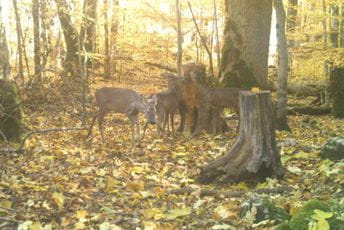 Srne u Biogradskoj gori Srne u Biogradskoj gori