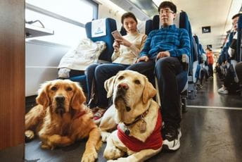 Osam miliona slijepih i samo 200 pasa vodiča Jang u vozu sa psima vodičima