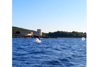 Čarobna igra delfina na ulazu u Boku kotorsku Čarobna igra delfina na ulazu u Boku kotorsku