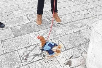 Split: Prošetao kokošku na uzici Split: Prošetao kokošku na uzici