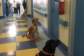 (FOTO) Psi čekaju pred vratima da uđu u sobe bolesne djece (FOTO) Psi čekaju pred vratima da uđu u sobe bolesne djece