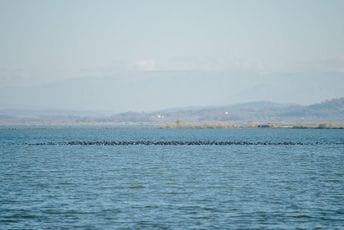 CZIP: Nova Vlada preduzeće konkretne korake za rješavanja pitanja vlasništva Ulcinjske solane CZIP: Nova Vlada preduzeće konkretne korake za rješavanja pitanja vlasništva Ulcinjske solane