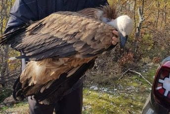 Drugi bjeloglavi sup satradao u krivolovu Drugi bjeloglavi sup satradao u krivolovu