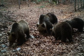Koracima krupnih zvijeri Koracima krupnih zvijeri