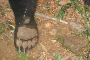 KOR: Hitno zabraniti lov i najstrožije osuditi ubice životinja KOR: Hitno zabraniti lov i najstrožije osuditi ubice životinja