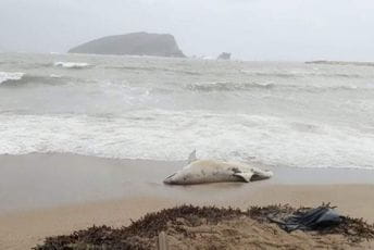 Uginuli delfin pronađen na Slovenskoj plaži Uginuli delfin pronađen na Slovenskoj plaži