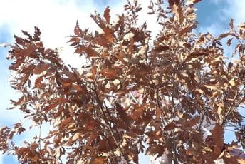 Dječak i mladić ranjeni iz vatrenog oružja na Kosovu dok su nosili badnjak Dječak i mladić ranjeni iz vatrenog oružja na Kosovu dok su nosili badnjak