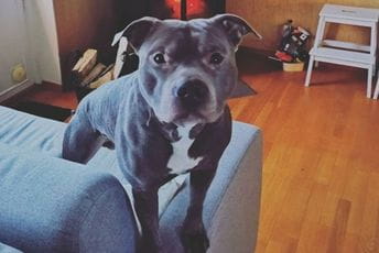 Pit bul spasio život povrijeđenoj komšinici, iako ga komšiluk ne voli Pit bul spasio život povrijeđenoj komšinici, iako ga komšiluk ne voli