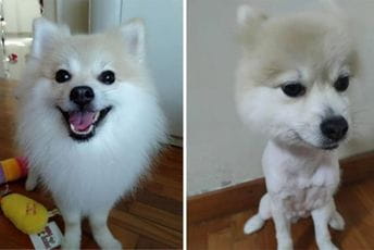 Vlasnica odvela pomeranca na šišanje pa ga nije prepoznala Vlasnica odvela pomeranca na šišanje pa ga nije prepoznala