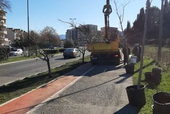 Bulevar Crnogorskih serdara bogatiji za drvored od 47 novih stabala Bulevar Crnogorskih serdara bogatiji za drvored od 47 novih stabala