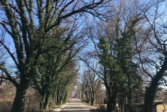 Crnogorsko društvo ekologa: Sačuvajmo stabla skadarskog hrasta i brijestova koja se nalaze na putu preko Martinića Crnogorsko društvo ekologa: Sačuvajmo stabla skadarskog hrasta i brijestova koja se nalaze na putu preko Martinića