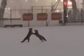 Dvije razigrane lisice na stadionu u Banjaluci (VIDEO) Dvije razigrane lisice na stadionu u Banjaluci (VIDEO)