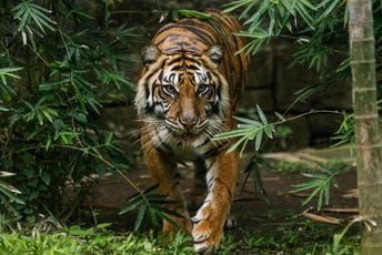 Meksiko: Policija traga za tigrom ukradenim iz kuće u gradu Emosiljo Meksiko: Policija traga za tigrom ukradenim iz kuće u gradu Emosiljo