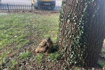 Kod Tehničkih fakulteta pronađena ranjena sova, CT snimak pokazao tragove balina Kod Tehničkih fakulteta pronađena ranjena sova, CT snimak pokazao tragove balina