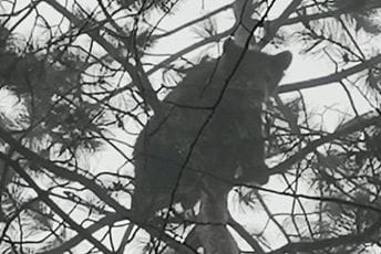 Mladunci medvjeda u blizini centra Berana