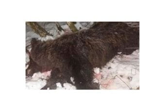 ODT Berane: Predloženo određivanje pritvora osumnjičenima za ubijanje mečke ODT Berane: Predloženo određivanje pritvora osumnjičenima za ubijanje mečke