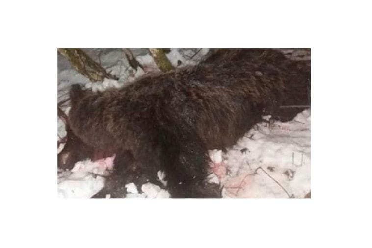 Zašto za krivolovce ne važe zatvorske kazne Zašto za krivolovce ne važe zatvorske kazne
