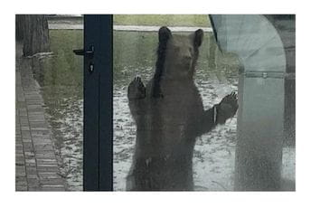 Lovački savez: Zabrana lova nemoguća, kazna za odstrijel mečke da bude rigorozna Mladunče medvjeda koje se pojavilo u Beranama i koje su uspjeli da zaštite