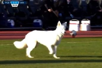 Pas predsjednika kluba prekinuo utakmicu (VIDEO) Pas predsjednika kluba prekinuo utakmicu (VIDEO)