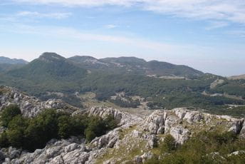 Otkriven uzročnik ubrzanog sušenja bukve u šumama Južne Evrope Otkriven uzročnik ubrzanog sušenja bukve u šumama Južne Evrope